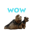 The Three Yorkies (EN)（個別スタンプ：39）