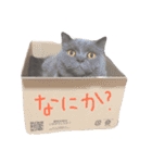 癒しをささげるにゃんこたち（個別スタンプ：1）