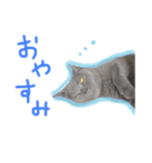 癒しをささげるにゃんこたち（個別スタンプ：3）