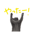 癒しをささげるにゃんこたち（個別スタンプ：4）