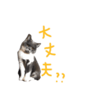 癒しをささげるにゃんこたち（個別スタンプ：5）