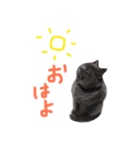 癒しをささげるにゃんこたち（個別スタンプ：6）