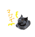 癒しをささげるにゃんこたち（個別スタンプ：8）