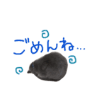 癒しをささげるにゃんこたち（個別スタンプ：9）