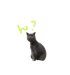 癒しをささげるにゃんこたち（個別スタンプ：11）