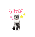 癒しをささげるにゃんこたち（個別スタンプ：13）