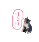 癒しをささげるにゃんこたち（個別スタンプ：14）