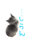 癒しをささげるにゃんこたち（個別スタンプ：21）