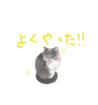 癒しをささげるにゃんこたち（個別スタンプ：23）