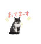 癒しをささげるにゃんこたち（個別スタンプ：25）