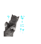 癒しをささげるにゃんこたち（個別スタンプ：28）