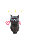 癒しをささげるにゃんこたち（個別スタンプ：30）