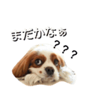 キャバリア みかん（個別スタンプ：3）