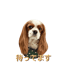 キャバリア みかん（個別スタンプ：5）