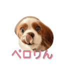 キャバリア みかん（個別スタンプ：8）