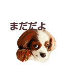 キャバリア みかん（個別スタンプ：10）