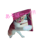 ねこネコちゃん（個別スタンプ：2）