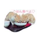 ねこネコちゃん（個別スタンプ：4）