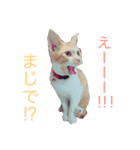 ねこネコちゃん（個別スタンプ：6）