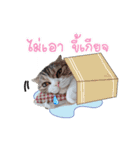 Kingdomoftigers 2017（個別スタンプ：12）