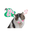 Kingdomoftigers 2017（個別スタンプ：13）