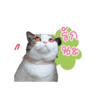 Kingdomoftigers 2017（個別スタンプ：17）