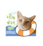 Kingdomoftigers 2017（個別スタンプ：18）