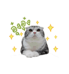Kingdomoftigers 2017（個別スタンプ：21）