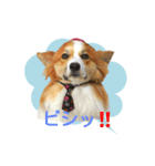 つぶコギファミリー大好き（個別スタンプ：3）