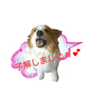 つぶコギファミリー大好き（個別スタンプ：4）
