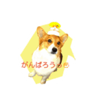 つぶコギファミリー大好き（個別スタンプ：5）