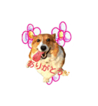 つぶコギファミリー大好き（個別スタンプ：7）