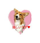 つぶコギファミリー大好き（個別スタンプ：14）