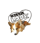 つぶコギファミリー大好き（個別スタンプ：15）