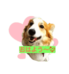 つぶコギファミリー大好き（個別スタンプ：16）