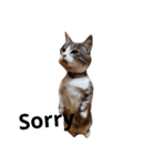 happy cat..（個別スタンプ：2）