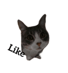 happy cat..（個別スタンプ：5）
