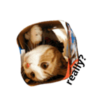 happy cat..（個別スタンプ：7）