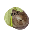 うさぎのまろ（個別スタンプ：1）