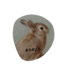 うさぎのまろ（個別スタンプ：4）