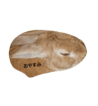 うさぎのまろ（個別スタンプ：5）