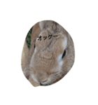 うさぎのまろ（個別スタンプ：6）