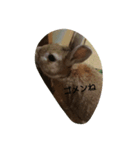 うさぎのまろ（個別スタンプ：8）