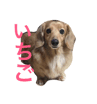 くいしんぼいっちー（個別スタンプ：1）