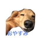 くいしんぼいっちー（個別スタンプ：2）