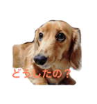 くいしんぼいっちー（個別スタンプ：4）