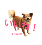 ハッピー・ドッグ : パイパーとプリンセス（個別スタンプ：3）