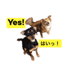 ハッピー・ドッグ : パイパーとプリンセス（個別スタンプ：4）