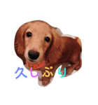 りくとモカ(*^-^)スタンプ（個別スタンプ：31）