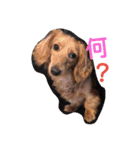 りくとモカ(*^-^)スタンプ（個別スタンプ：32）